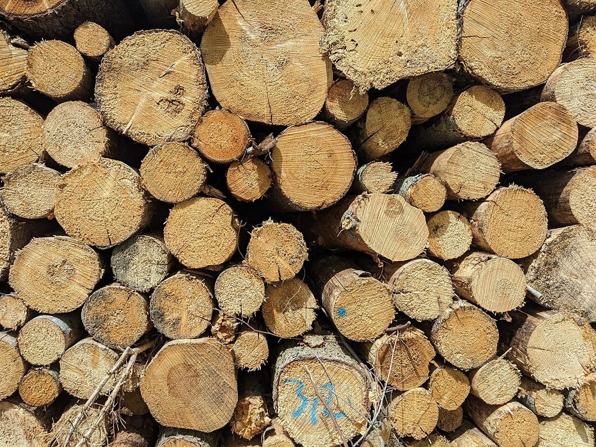 Pile de bois en bord de chemin forestier
