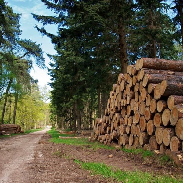 Grumes de pin sylvestre PEFC – camion de 60 m³