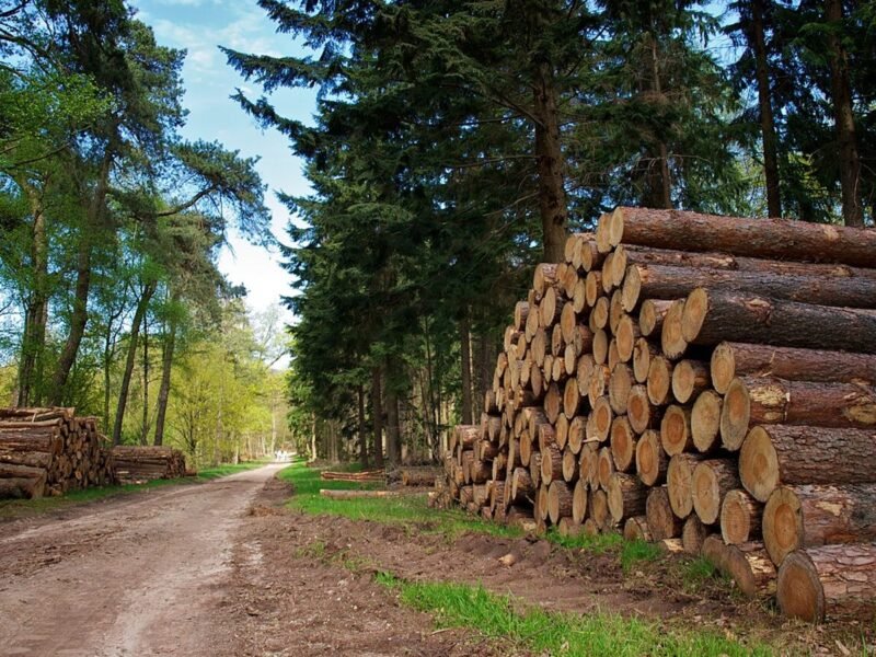 Grumes de pin sylvestre PEFC – camion de 60 m³